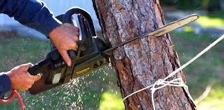 Professional Tree Care in Bernalillo, NM