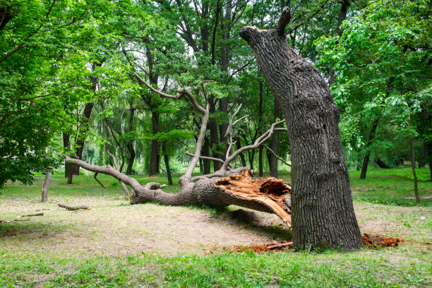 How Our Tree Care Process Works  in  Bernalillo, NM