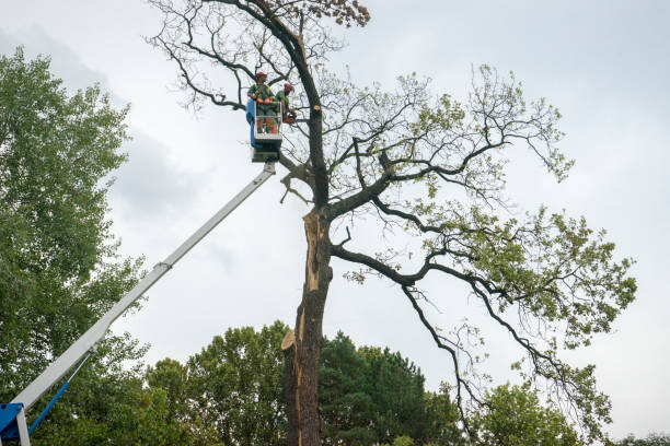 Best Root Management and Removal  in Bernalillo, NM